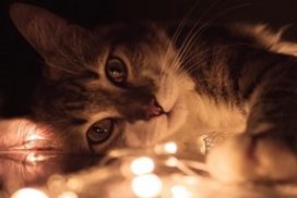 Healing-Animals-272x182