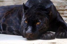 panther-272x182
